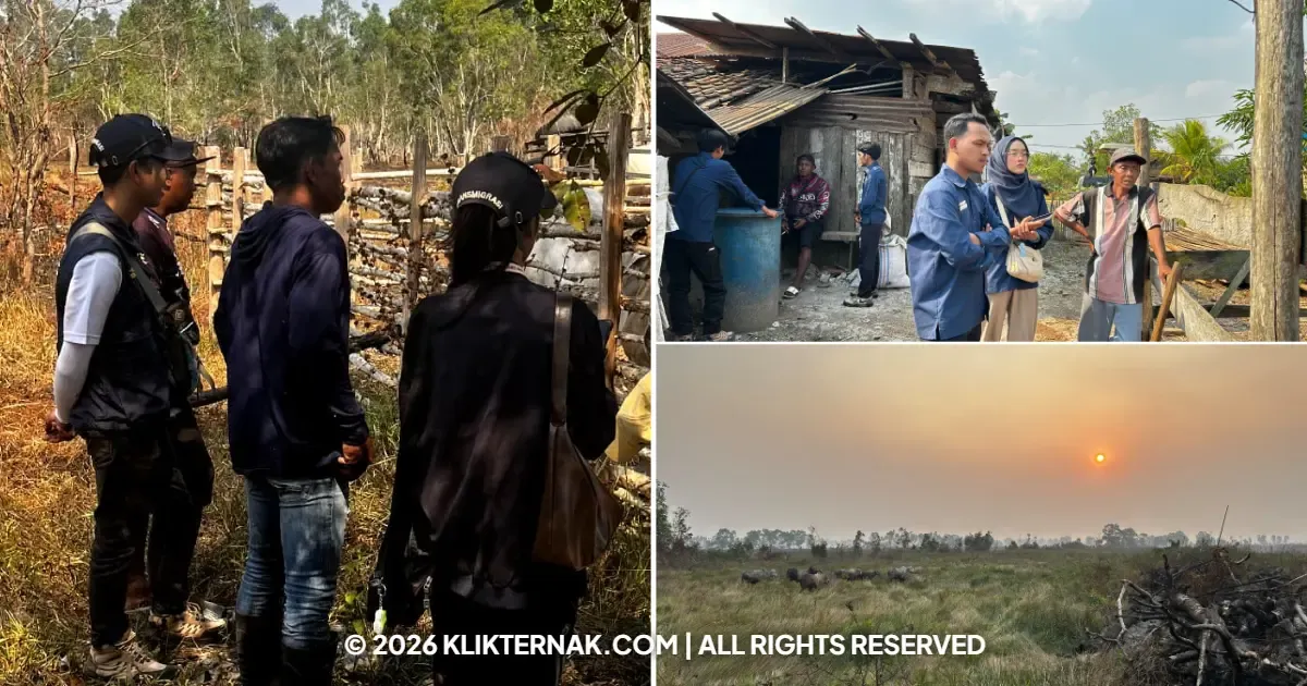 Pakan Ternak Berkualitas: Solusi Cilacap untuk Peternak Sukses