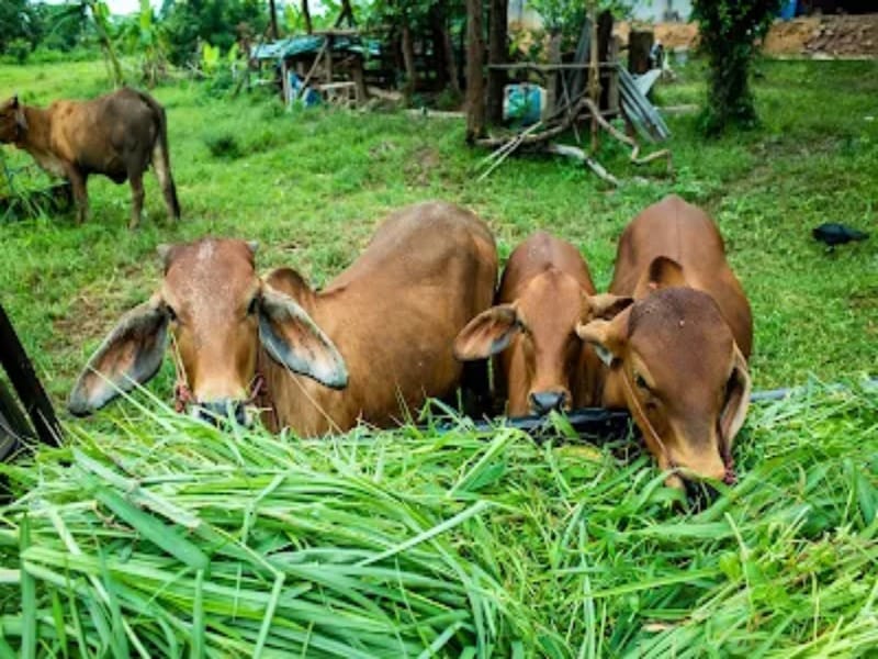 Makanan Ternak Berkualitas: Solusi untuk Peternakan di Adipala